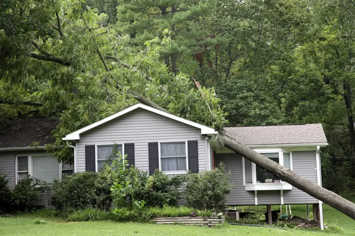 Does Homeowners Insurance Cover Tree Damage in New Jersey?