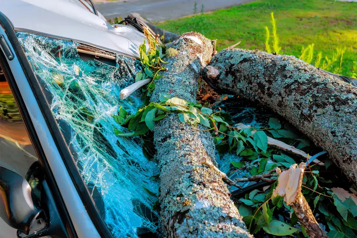 Tree Fell on Car During Storm: Is It Totaled? What NJ Drivers Need to Know