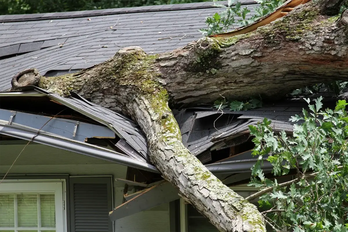 Tree Damage Liability in New Jersey: A Complete Legal Guide