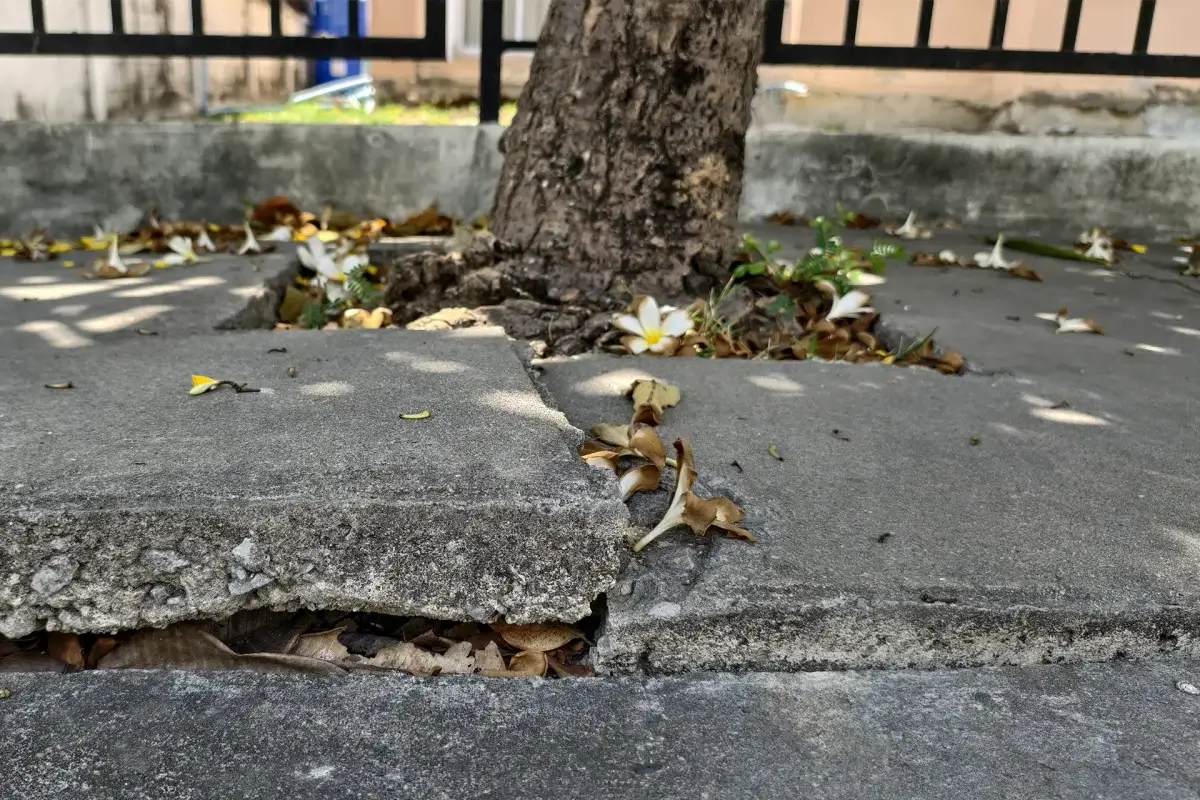 Can You Sue a Neighbor for Tree Root Damage in New Jersey?